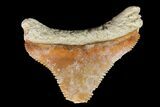 Bone Valley Megalodon Tooth - Florida #76569-1